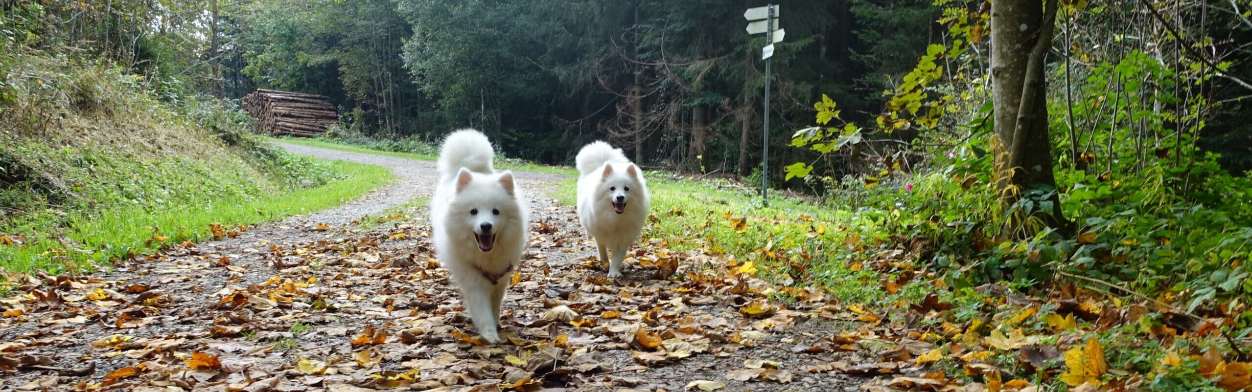 Japan Spitze a.d.H. "von den Allgäuer Bergspitzen"